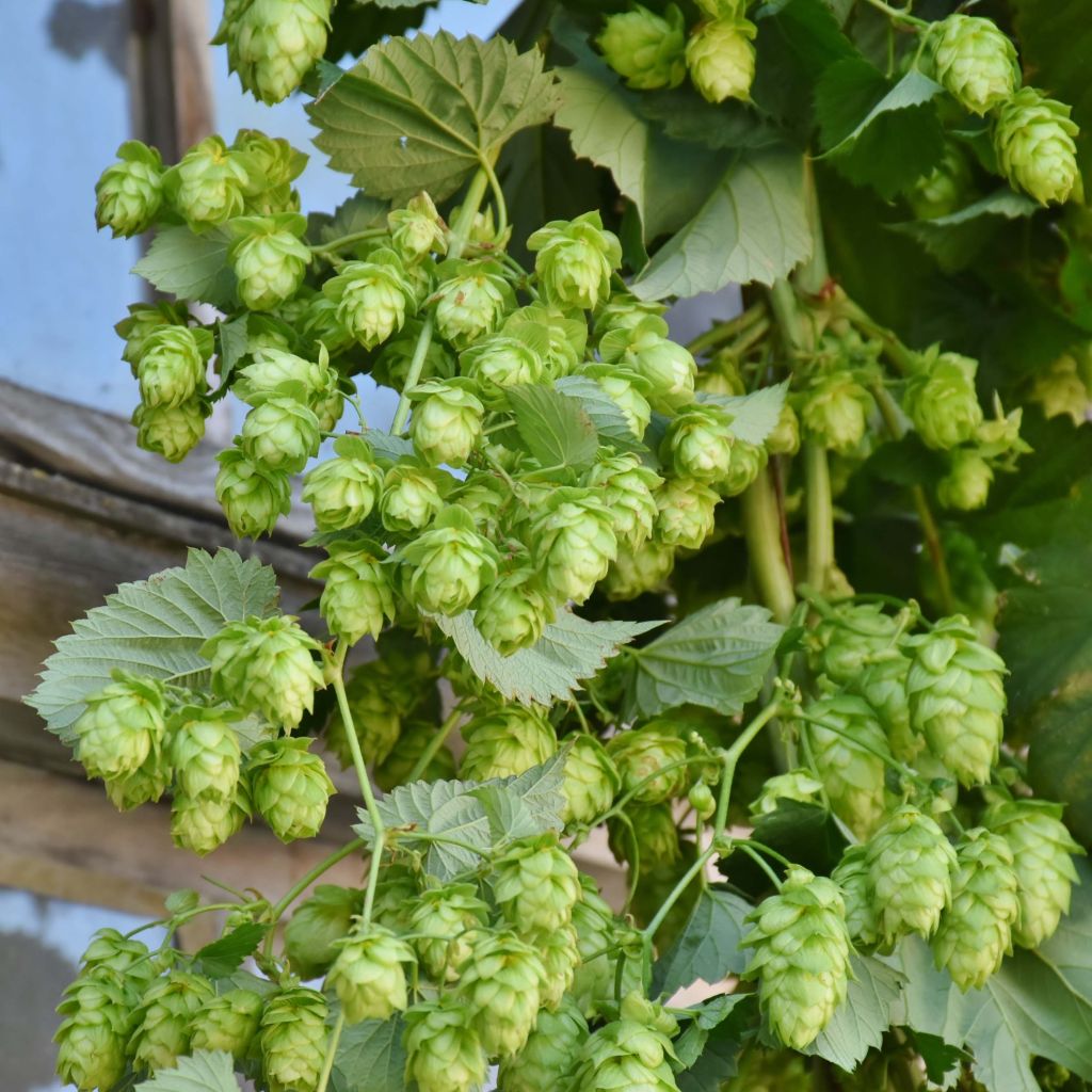 Hop groen Magnum - Humulus lupulus