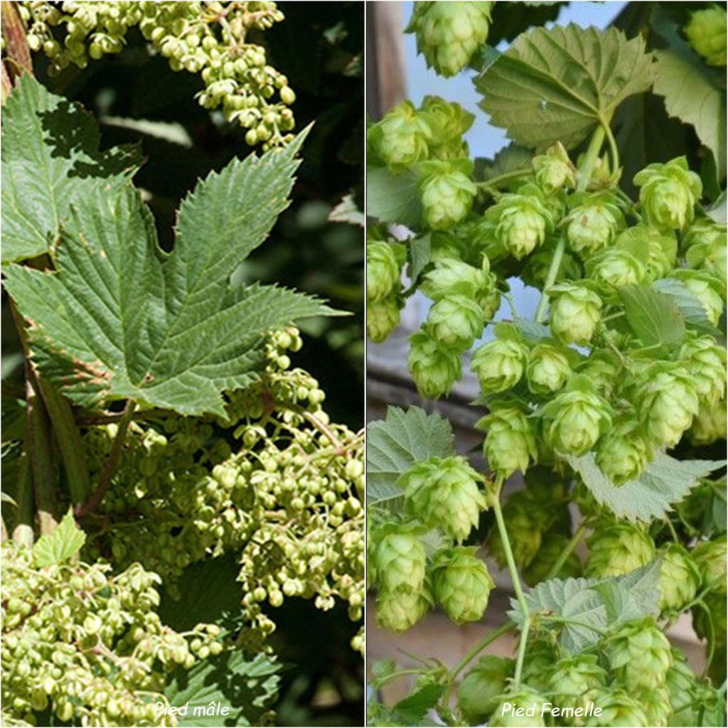 Hop groen Magnum - Humulus lupulus
