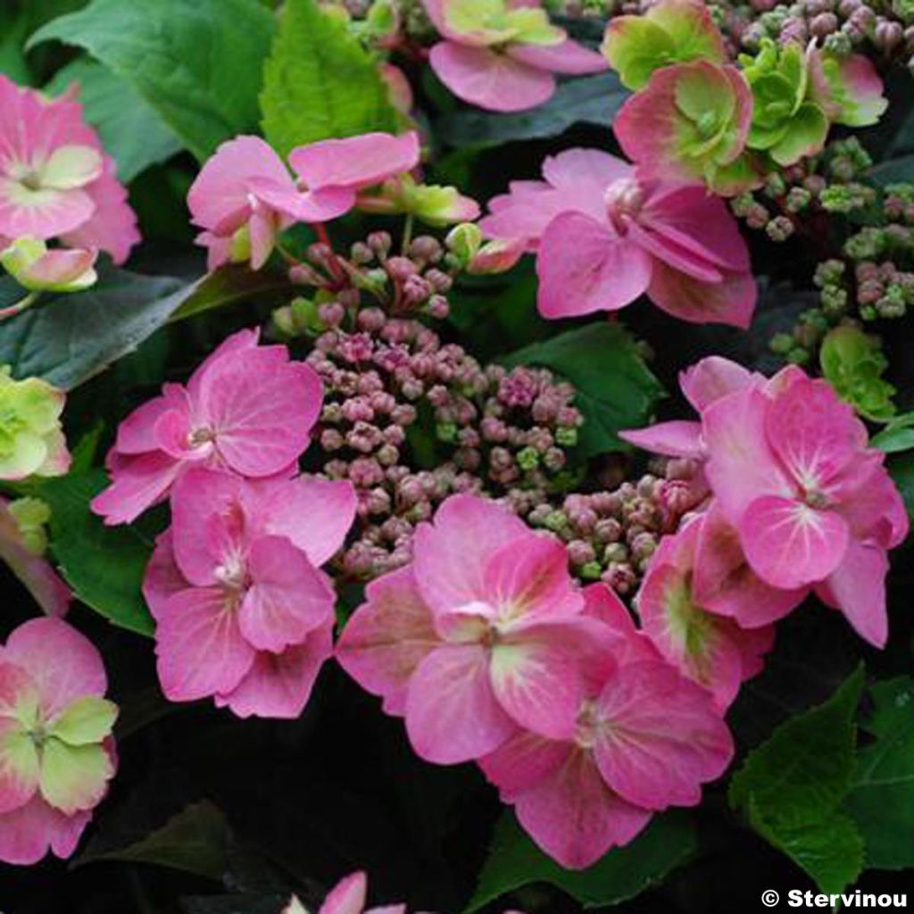 Hydrangea serrata Cotton Candy - Berghortensia