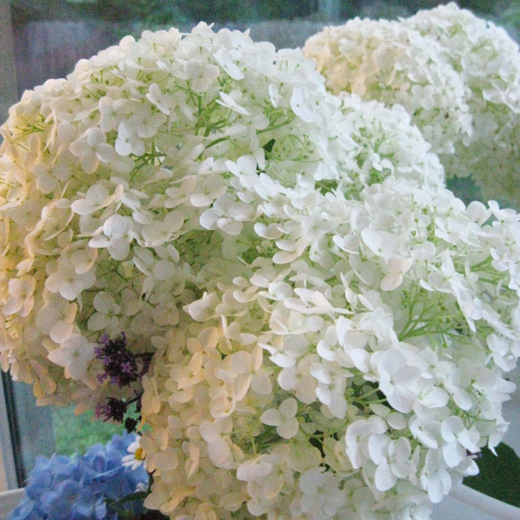 Hydrangea arborescens Annabelle - Sneeuwballenhortensia