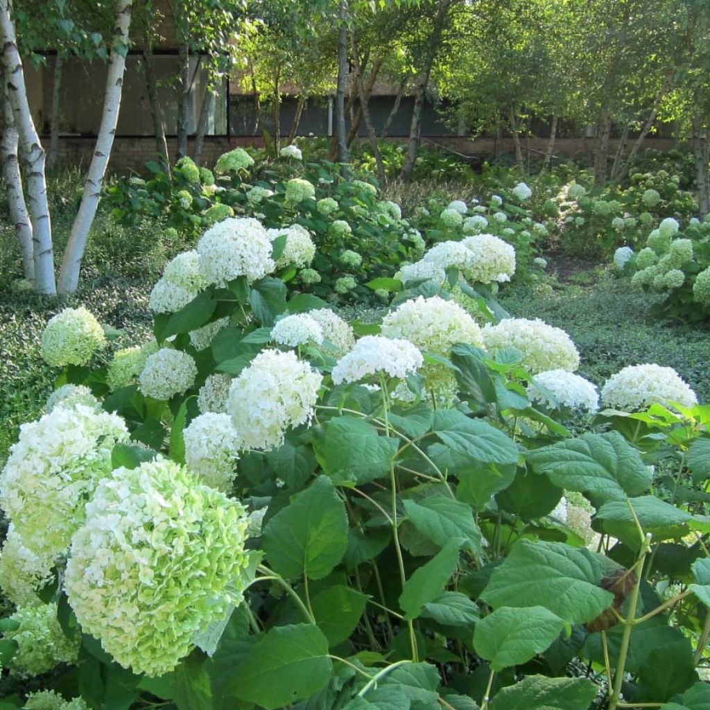 Hydrangea arborescens Annabelle - Sneeuwballenhortensia