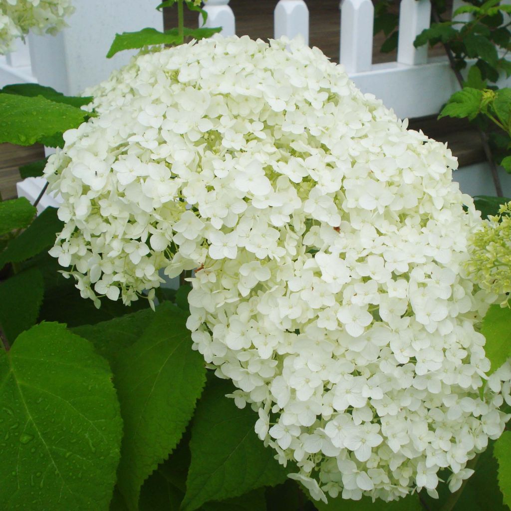 Hydrangea arborescens Annabelle - Sneeuwballenhortensia