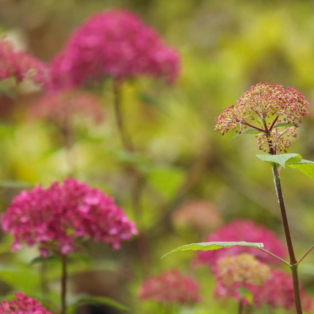 Hydrangea arborescens Bella Anna BIO - Struikhortensia