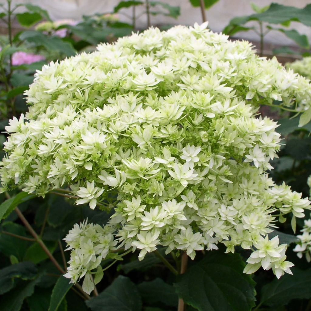 Hydrangea arborescens Hayes Starbust - struikhortensia