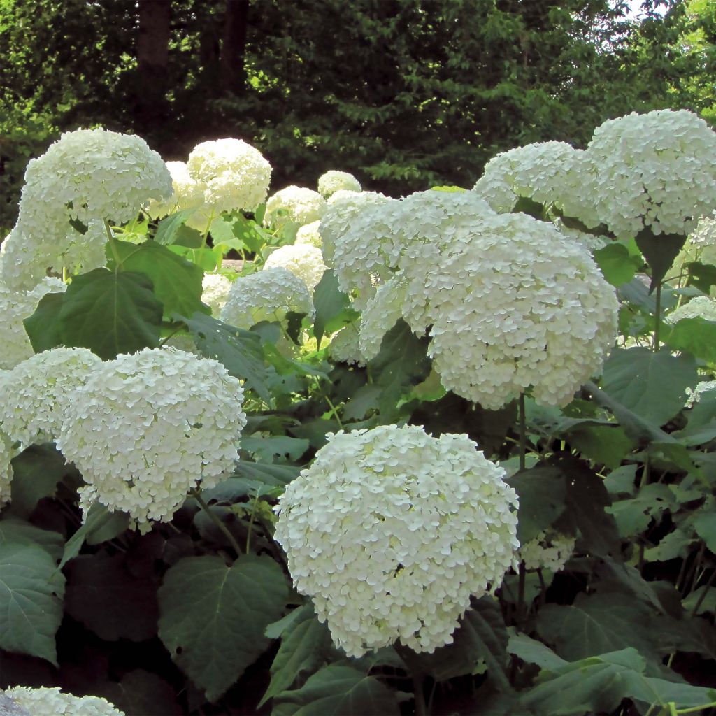 Sneeuwballenhortensia Strong Annabelle Incrediball