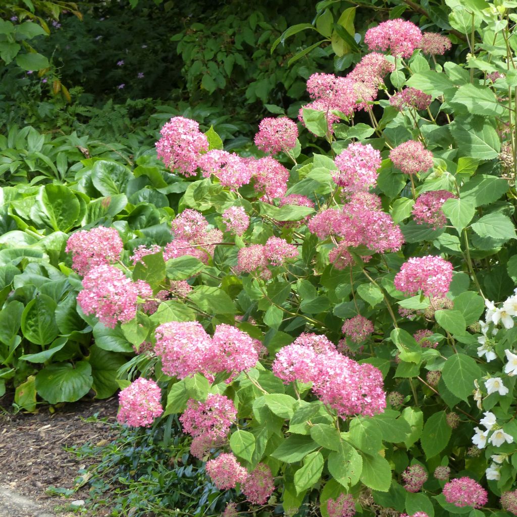Hydrangea arborescens Pink Annabelle - struikhortensia