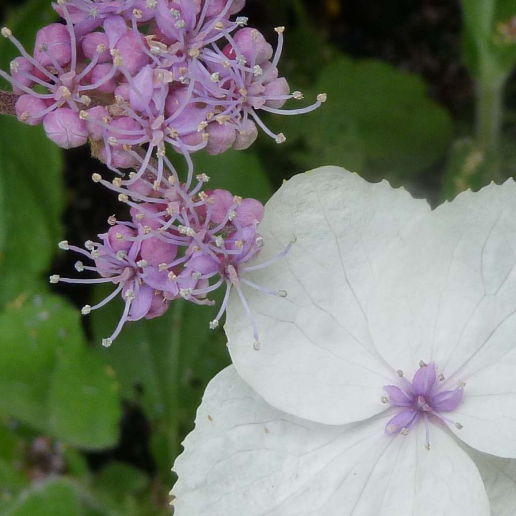 Hydrangea aspera Macrophylla - Fluweelhortensia