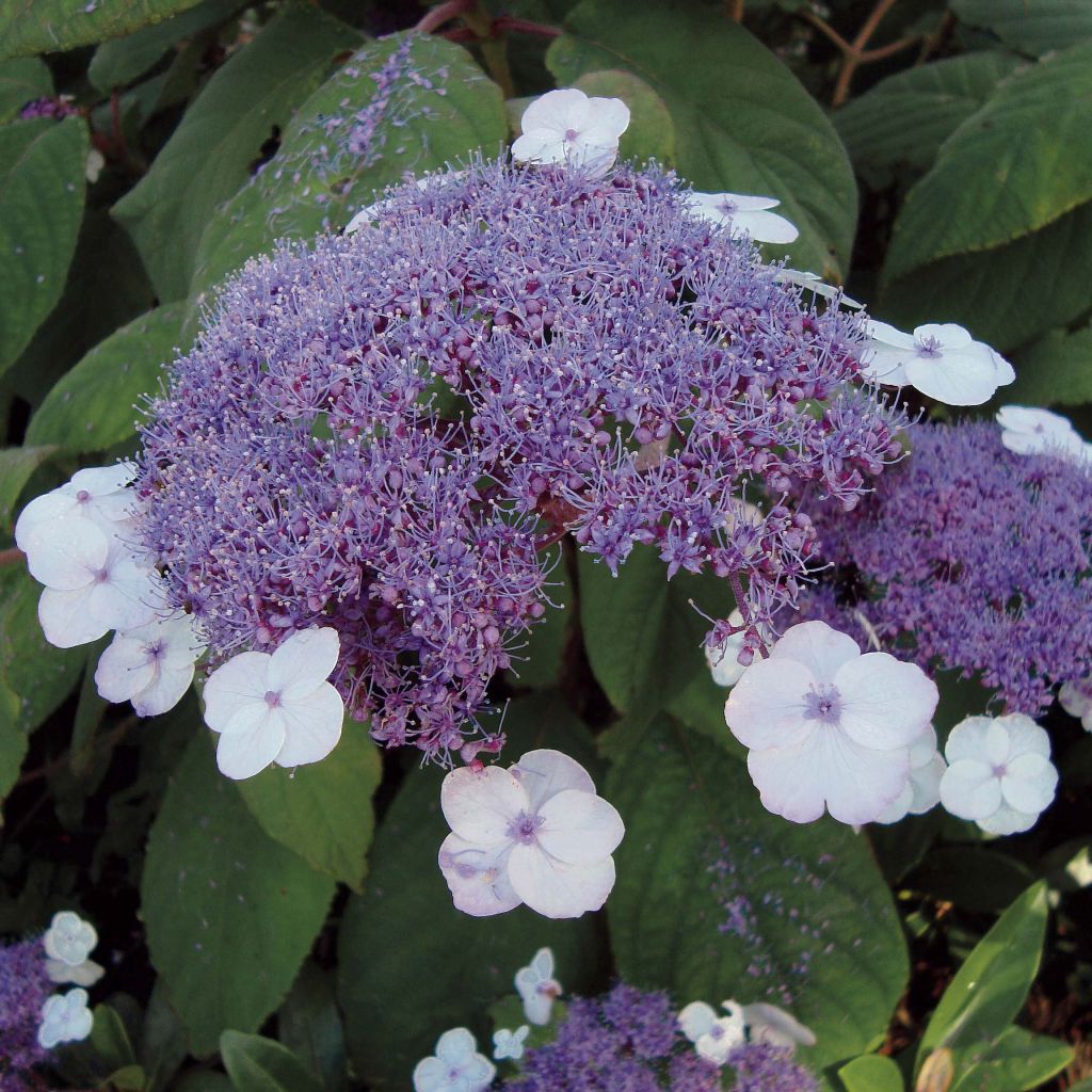 Hydrangea aspera Macrophylla - Fluweelhortensia