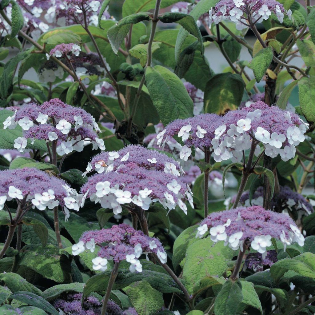 Hydrangea aspera Macrophylla - Fluweelhortensia