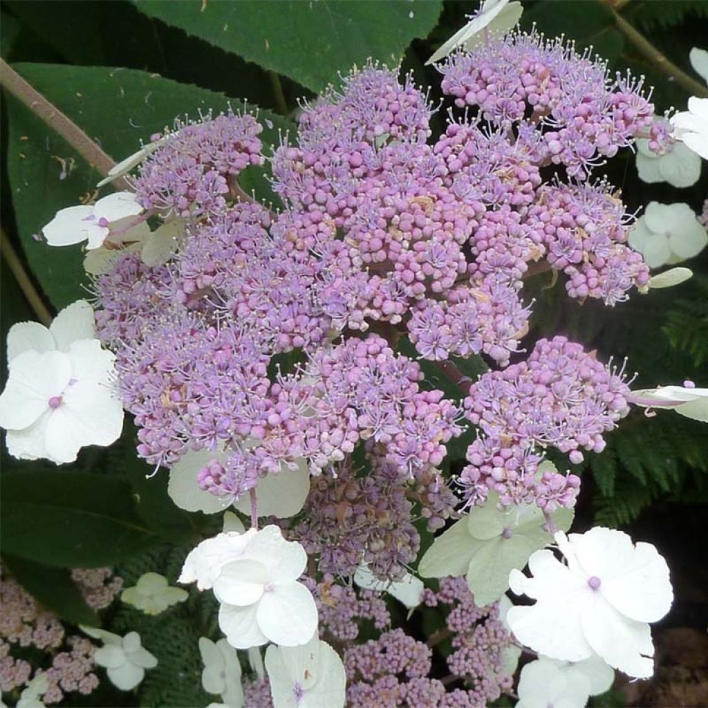 Hydrangea aspera Macrophylla - Fluweelhortensia