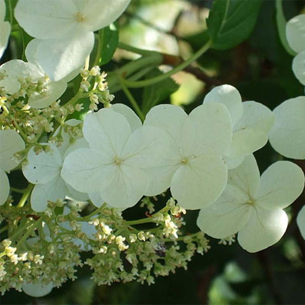 Hydrangea petiolaris - Klimhortensia