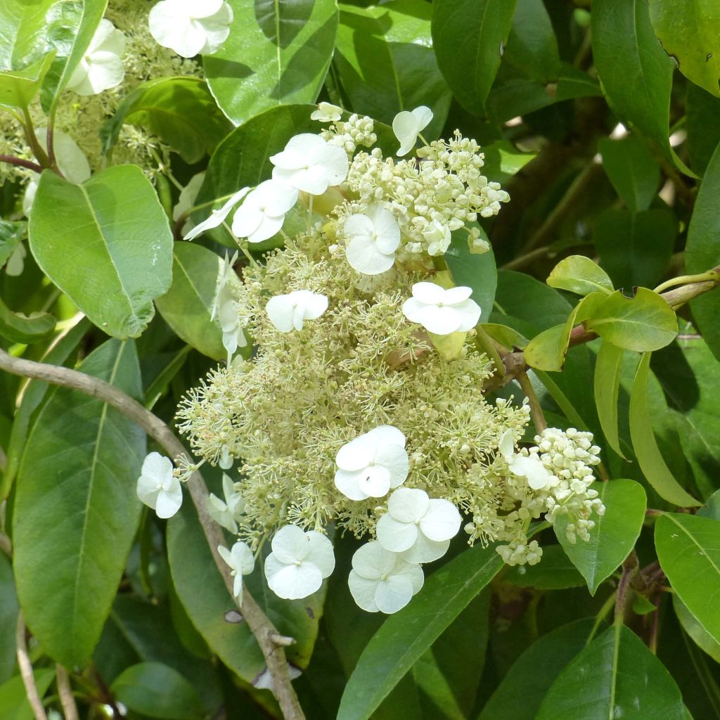 Hydrangea seemanii - Groenblijvende klimhortensia