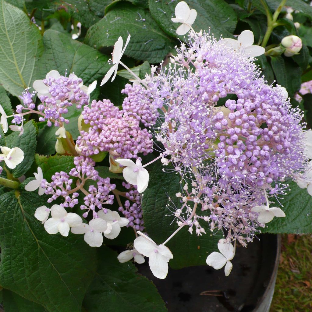 Hydrangea involucrata Late Love - Hortensia