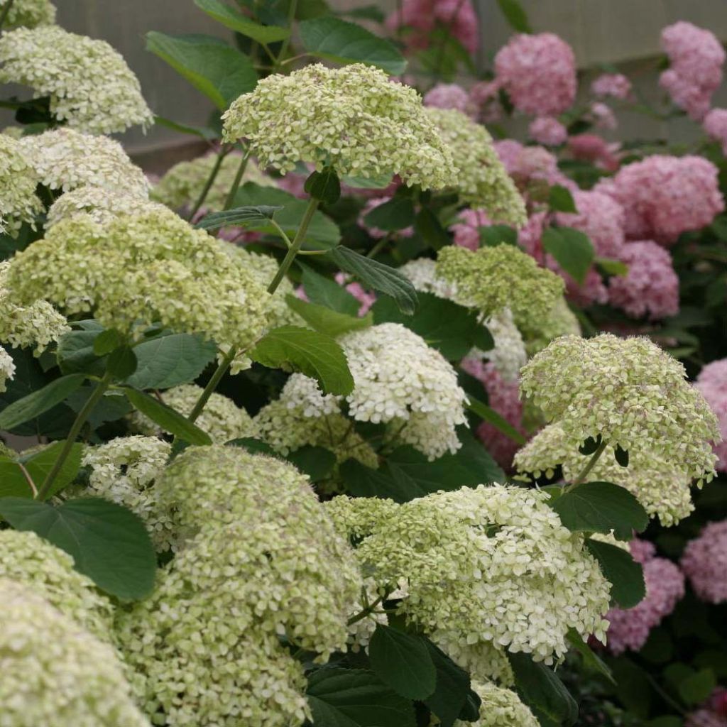 Hydrangea arborescens Lime Rickey bio - struikhortensia
