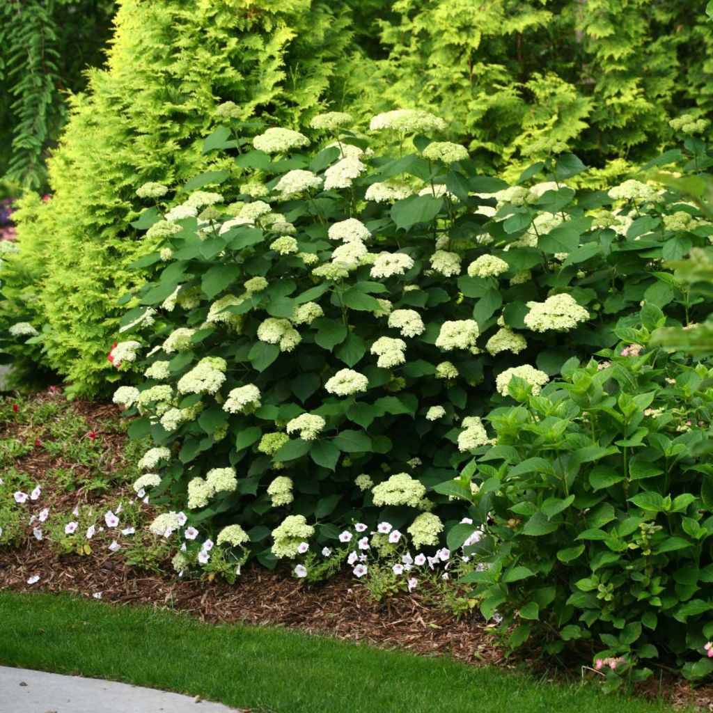 Hydrangea arborescens Lime Rickey bio - struikhortensia