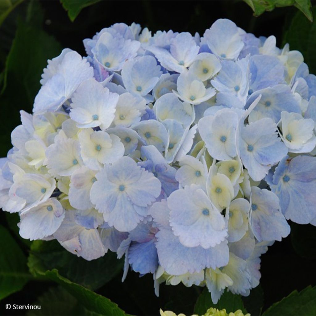 Hydrangea macrophylla Amethyst - boerenhortensia