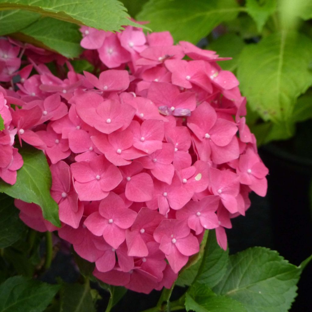 Hydrangea macrophylla Dolce Fragola - Bolhortensia