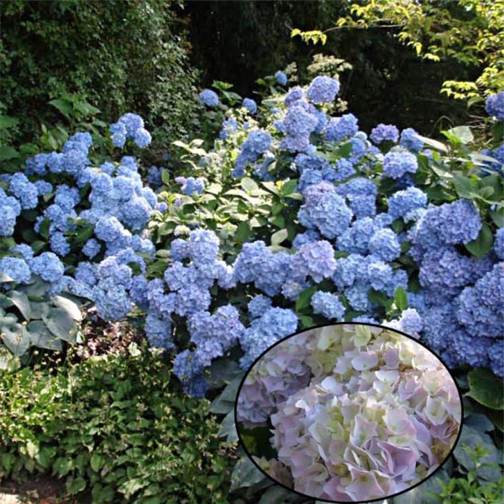 Hydrangea macrophylla Generale Vicomtesse de Vibraye - Bolhortensia