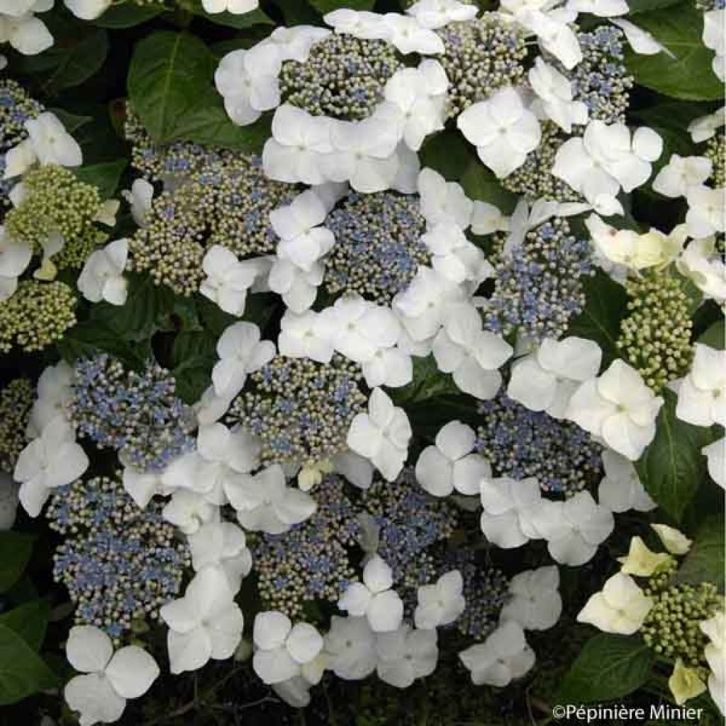 Hydrangea macrophylla Great Star - Bolhortensia wit blauw