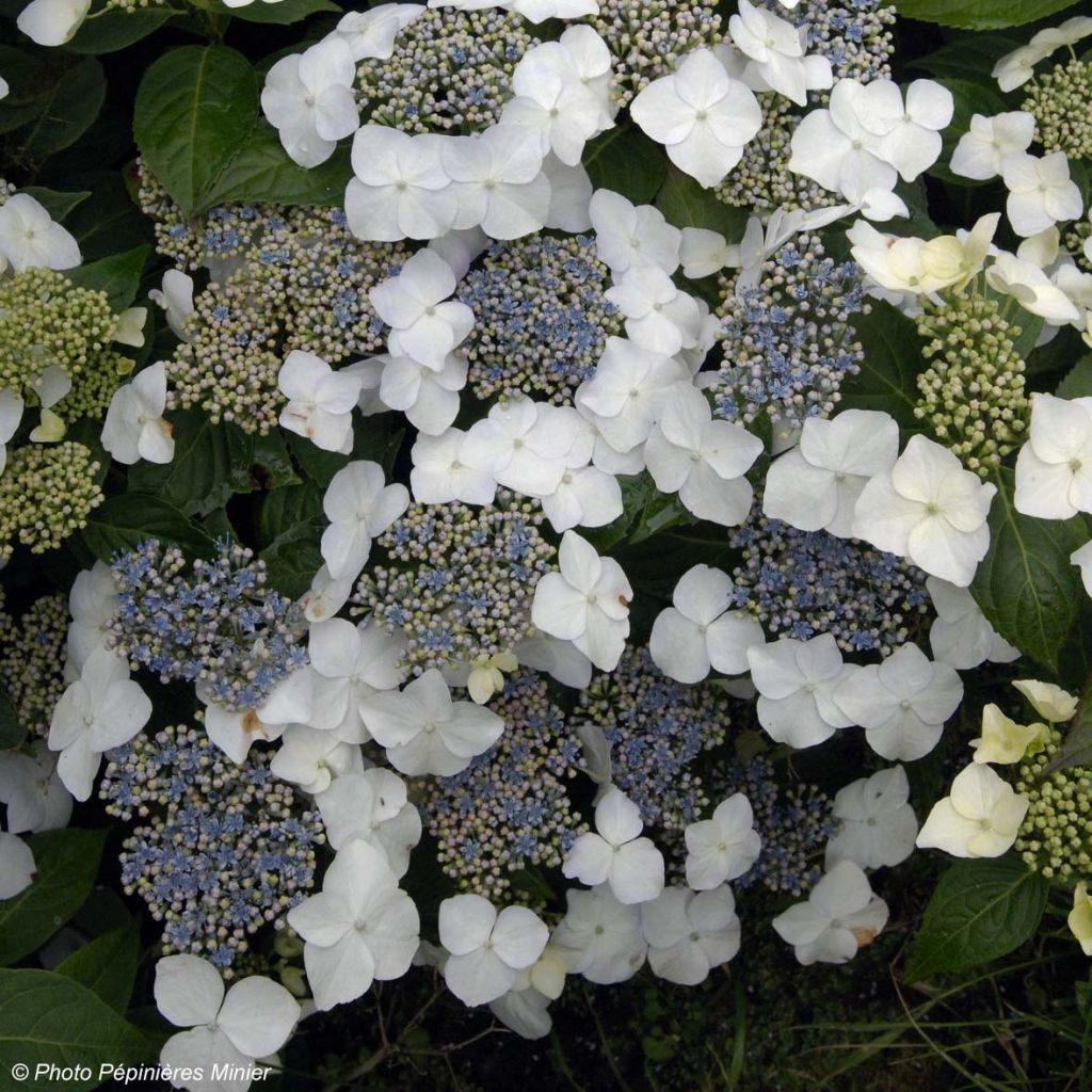 Hydrangea macrophylla Great Star - Bolhortensia wit blauw