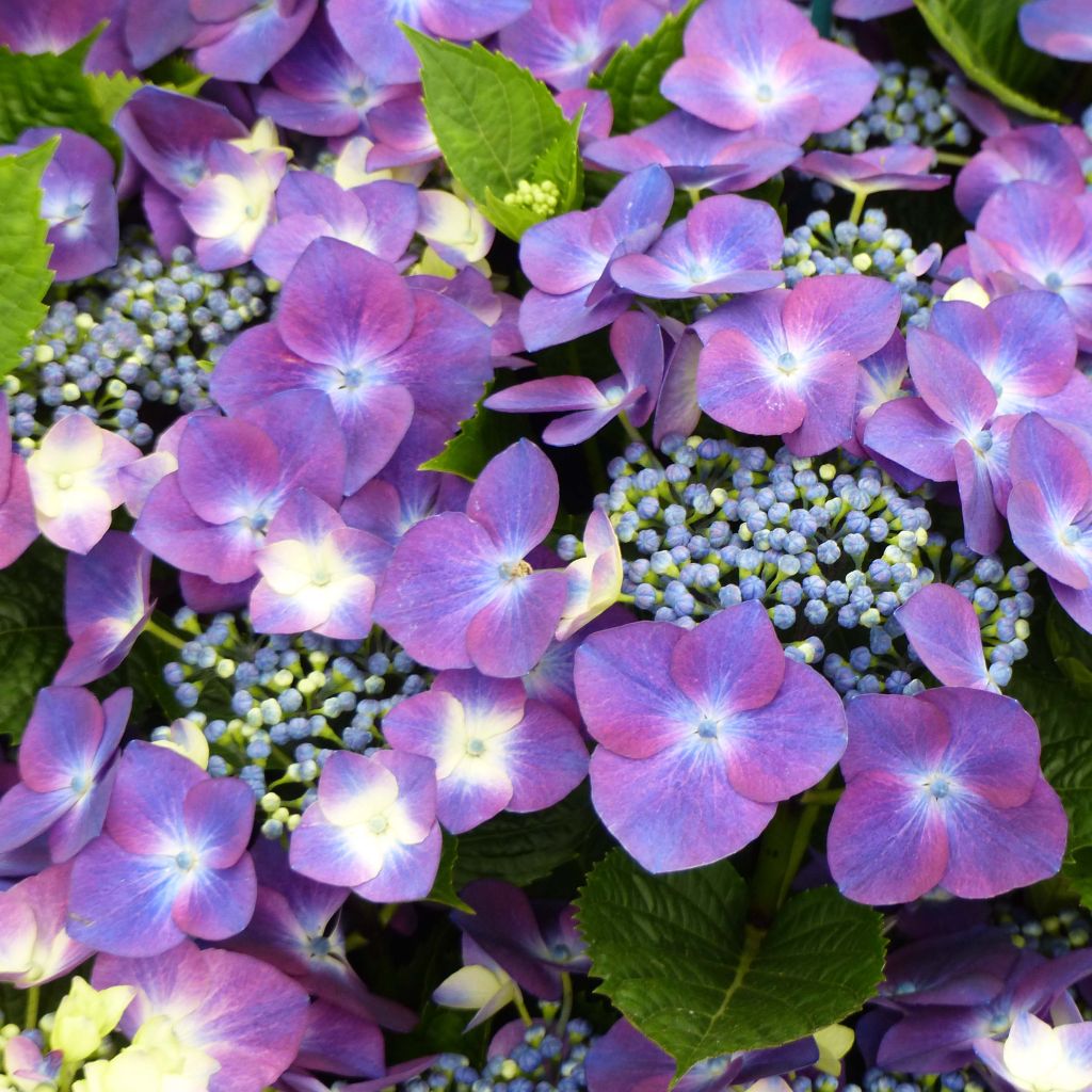 Hydrangea macrophylla Kardinal Violet - Bolhortensia