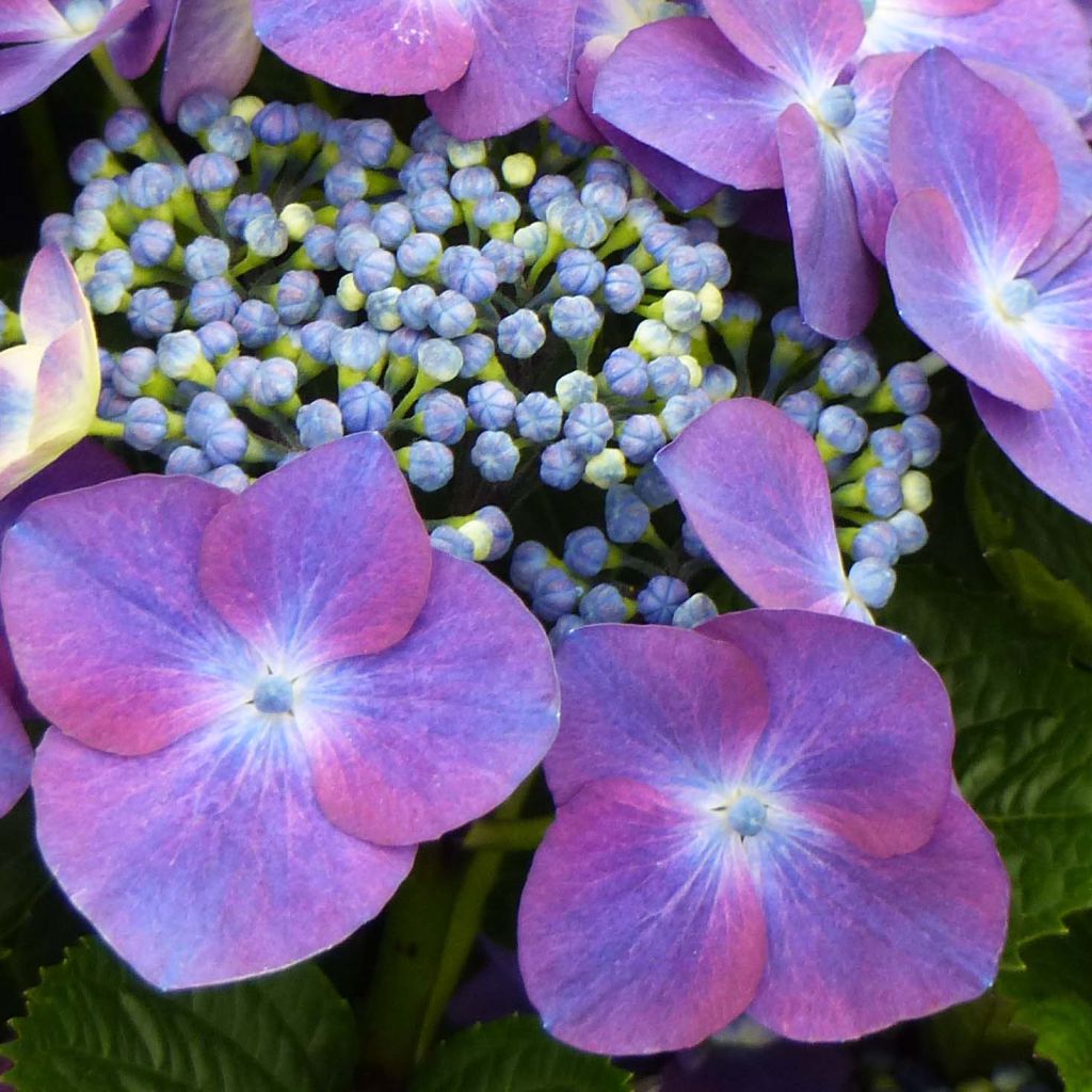 Hydrangea macrophylla Kardinal Violet - Bolhortensia