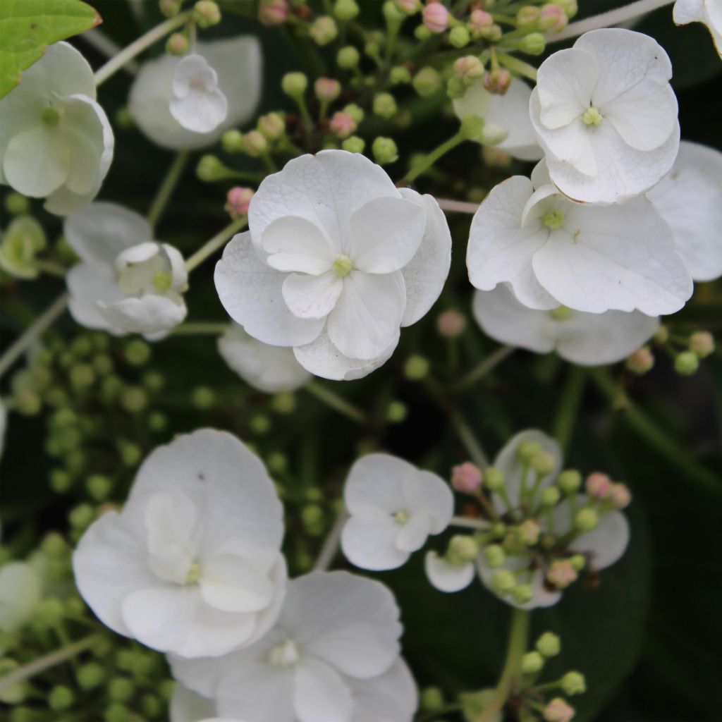 Hydrangea macrophylla Libelle Teller white - Schermhortensia