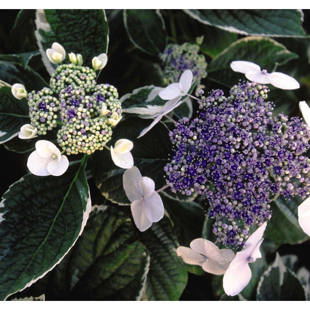 Hydrangea macrophylla LightoDay - Schermhortensia