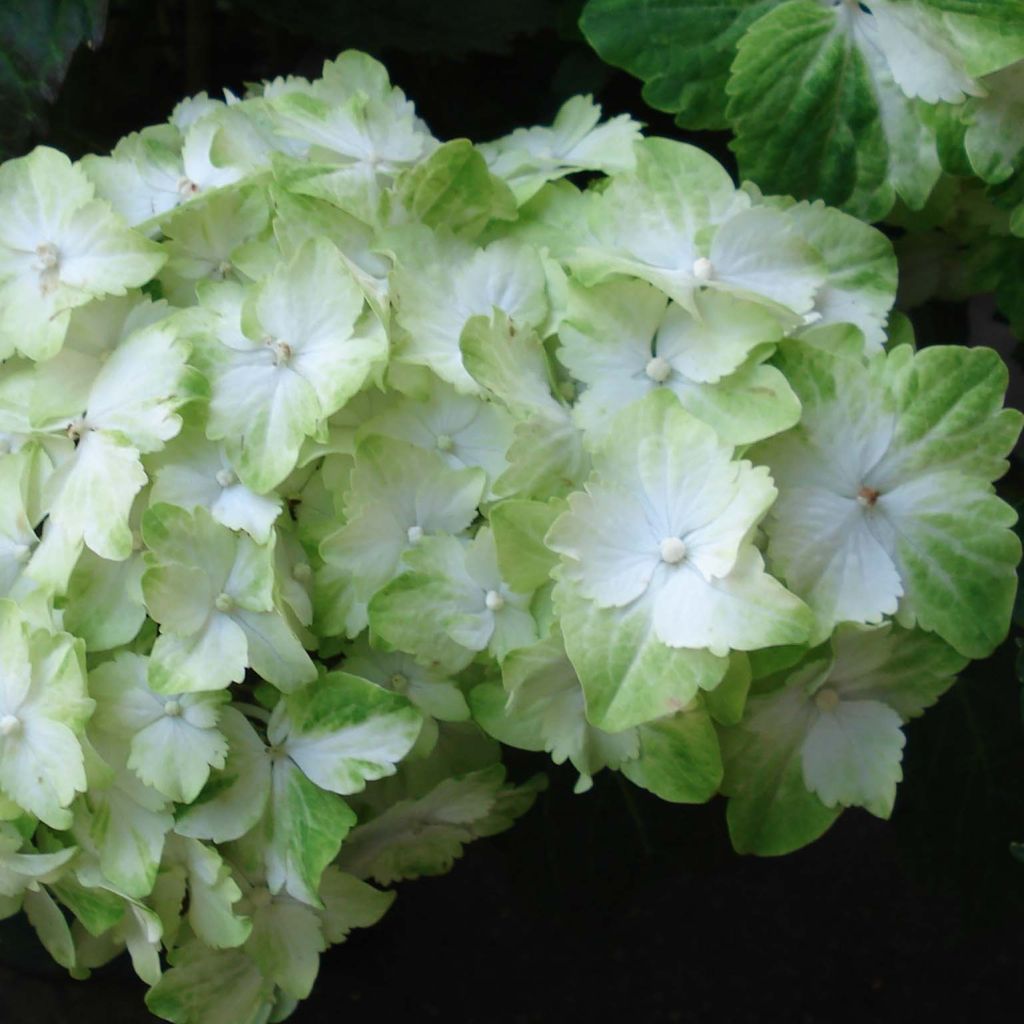 Hydrangea macrophylla Magical Jade - Bolhortensia