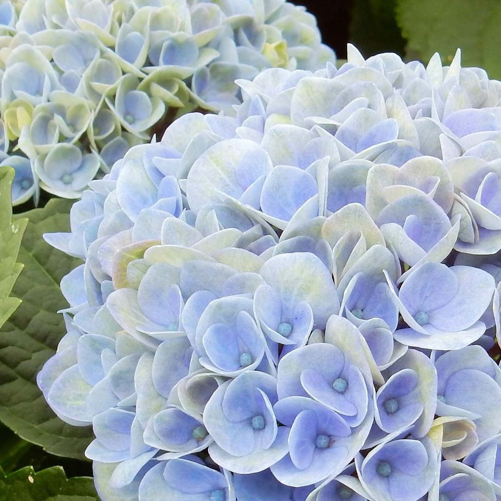 Hydrangea macrophylla Magical Revolution - Bolhortensia