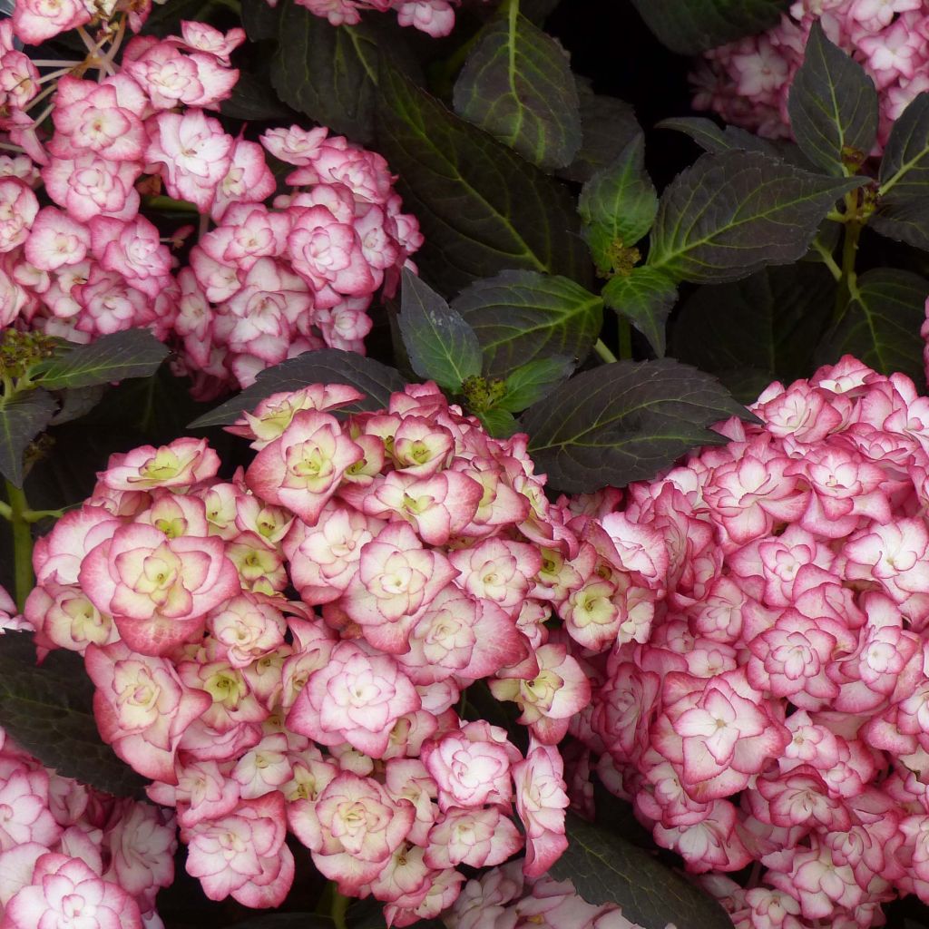 Hydrangea macrophylla Miss Saori - Bolhortensia