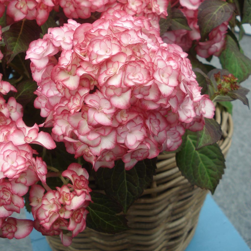 Hydrangea macrophylla Miss Saori - Bolhortensia