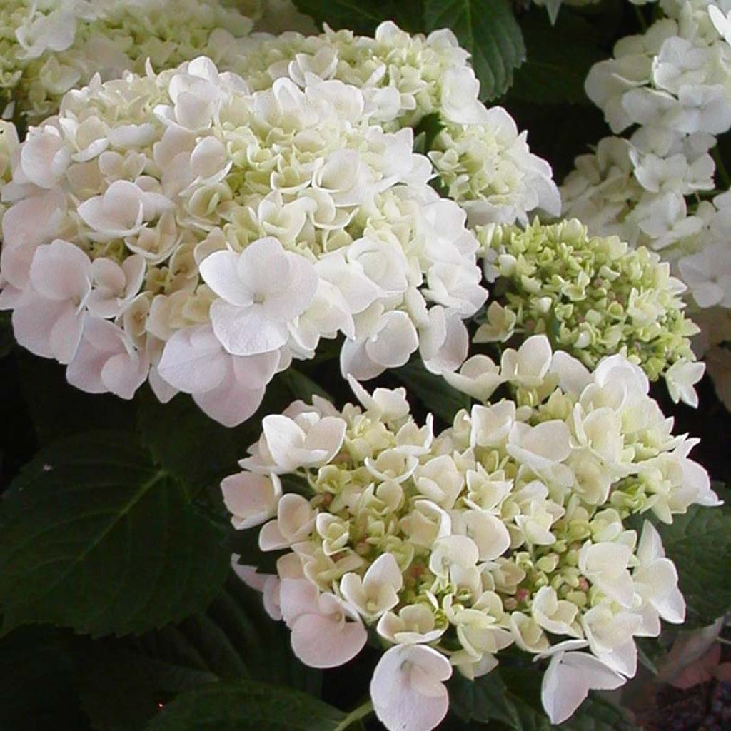 Hydrangea macrophylla Mme Emile Mouillère - Bolhortensia