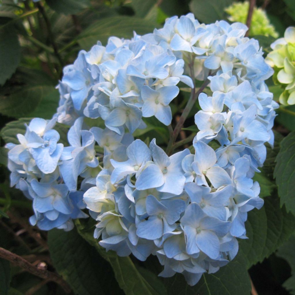 Hydrangea macrophylla Nikko Blue - Boerenhortensia