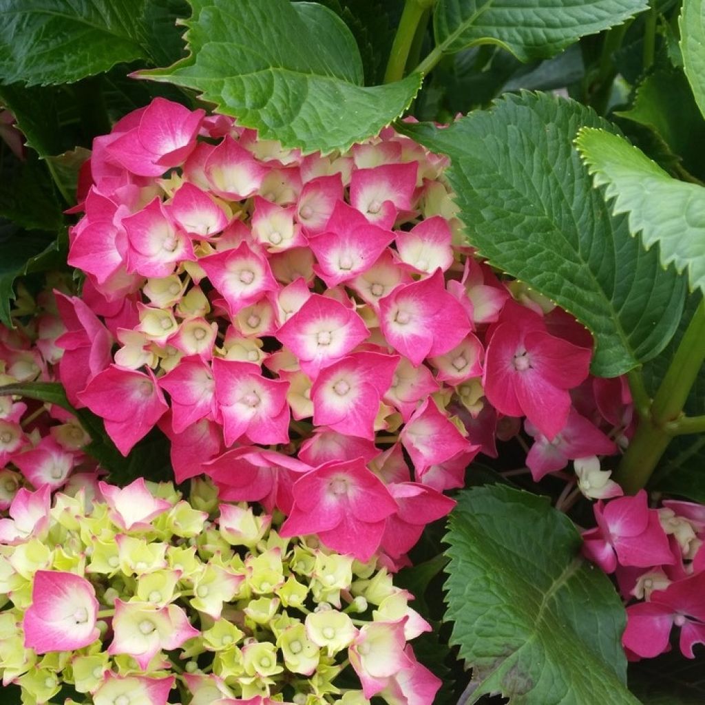 Hydrangea macrophylla Baron Rouge - Boerenhortensia rood