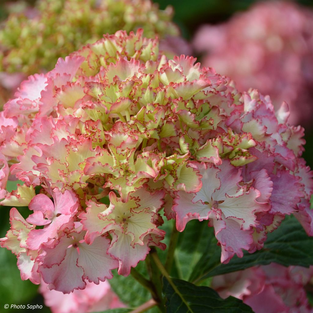 Hydrangea macrophylla So Long Sunny - Bolhortensia