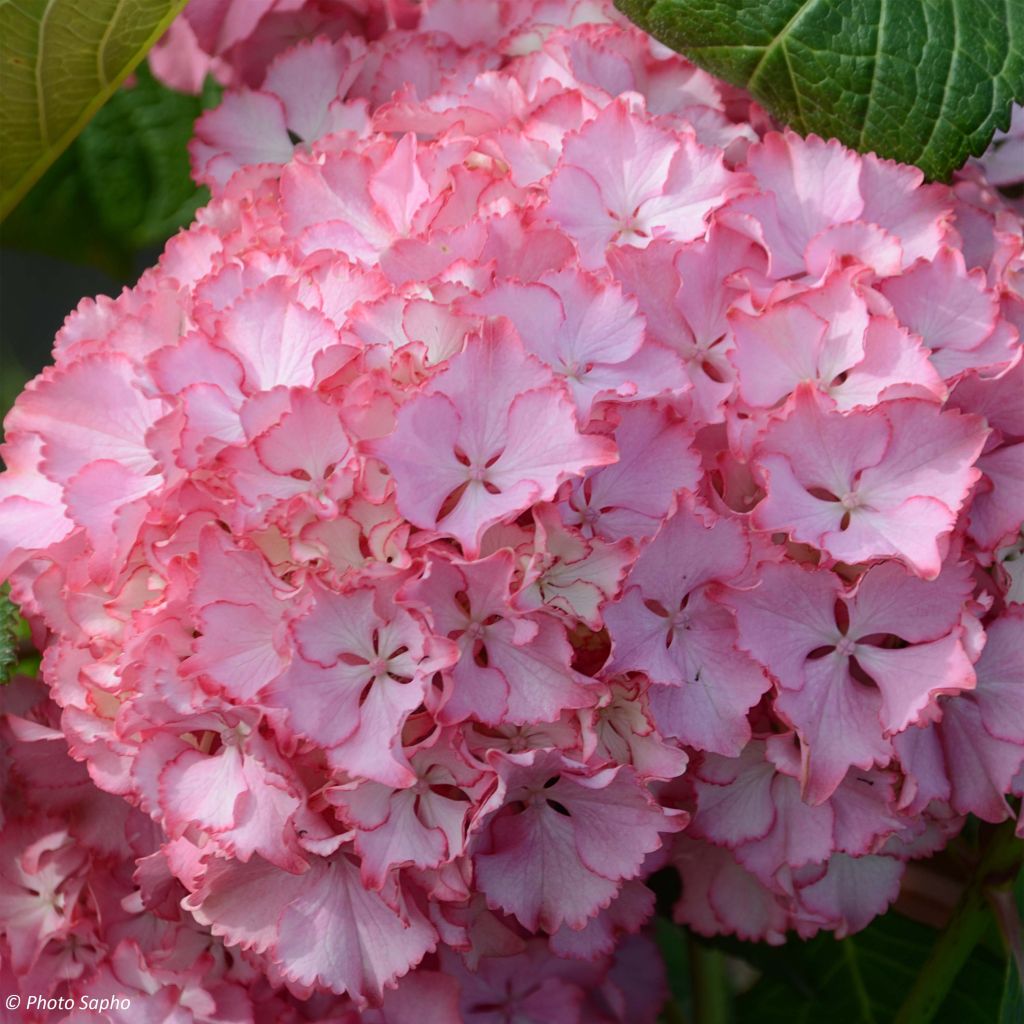 Hydrangea macrophylla So Long Sunny - Bolhortensia
