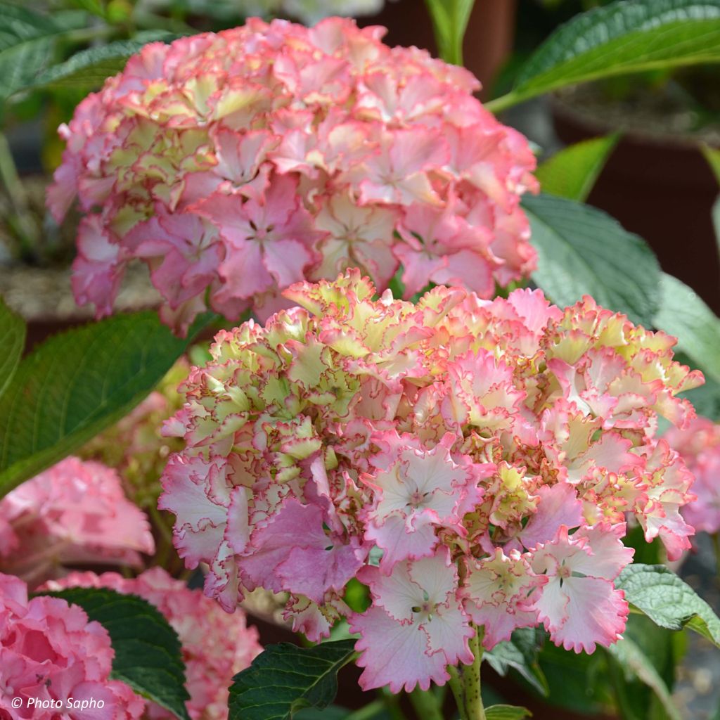 Hydrangea macrophylla So Long Sunny - Bolhortensia