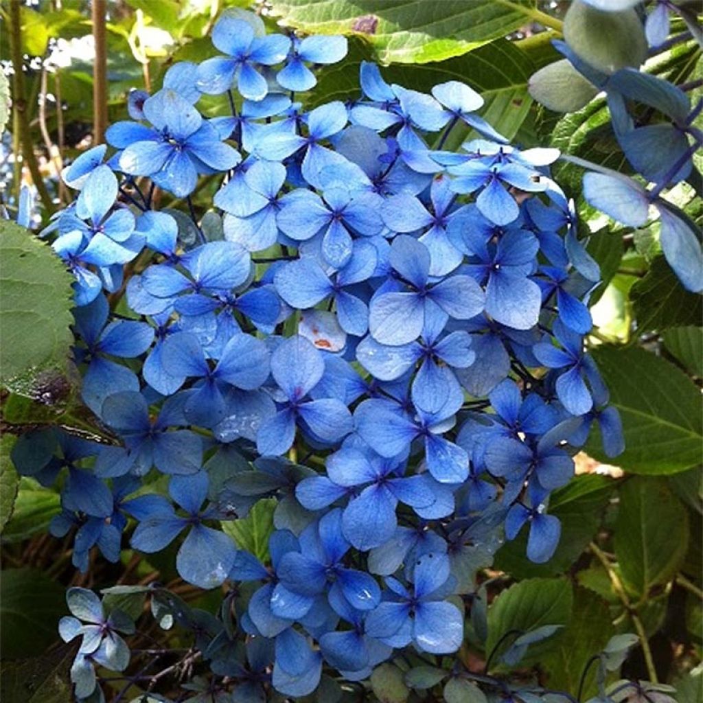 Hydrangea macrophylla Yamato - Bolhortensia