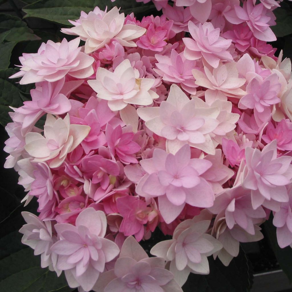 Hydrangea macrophylla You and Me Romance - Bolhortensia