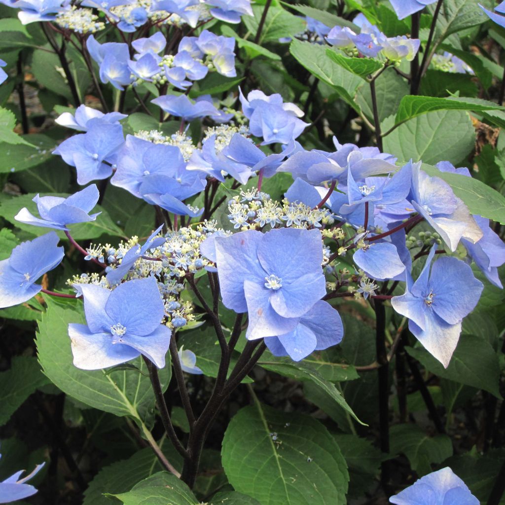 Hydrangea macrophylla Zorro blauw - Schermhortensia