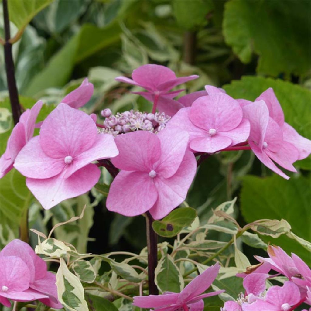 Hydrangea macrophylla Zorro - Schermhortensia roze
