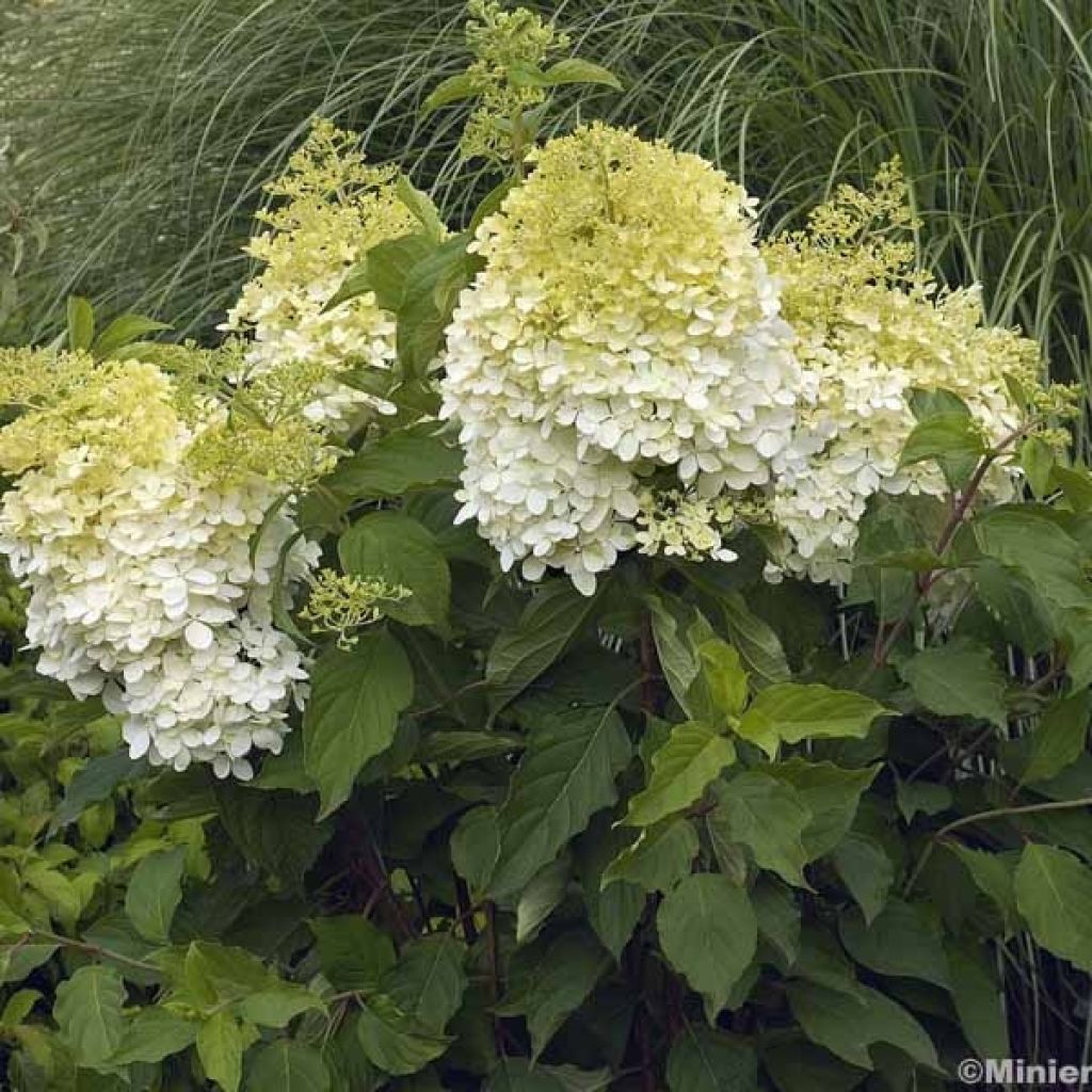 Hydrangea paniculata Phantom - Pluimhortensia