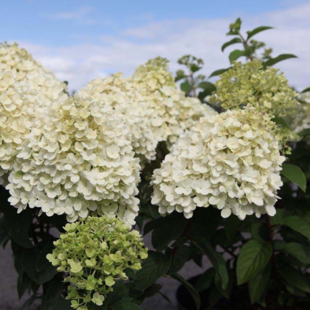 Hydrangea paniculata Bobo - Dwergpluimhortensia