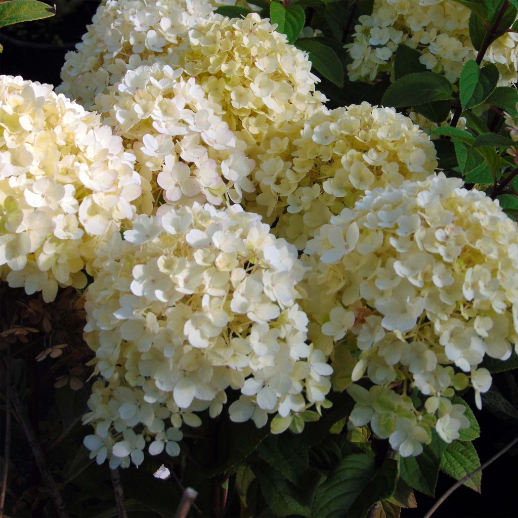 Hydrangea paniculata Bobo - Dwergpluimhortensia