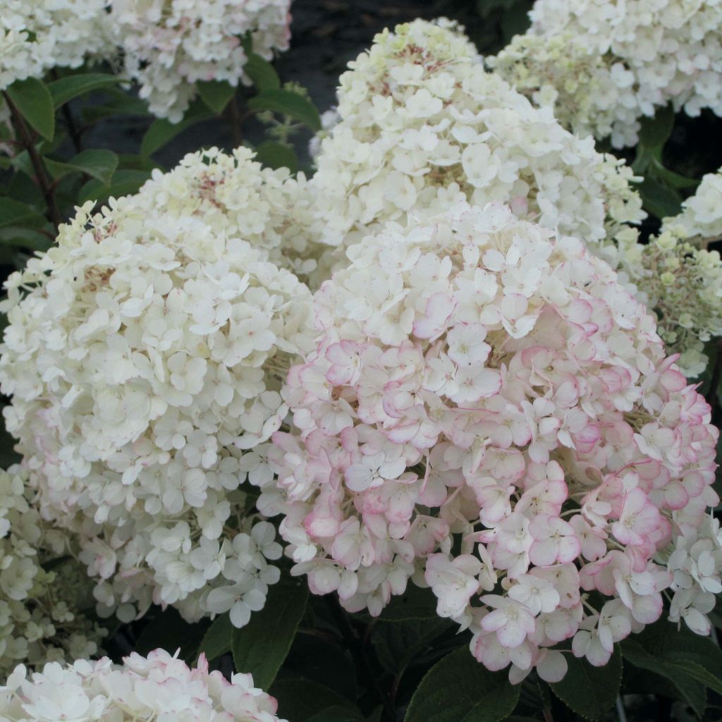 Hydrangea paniculata Bobo - Dwergpluimhortensia