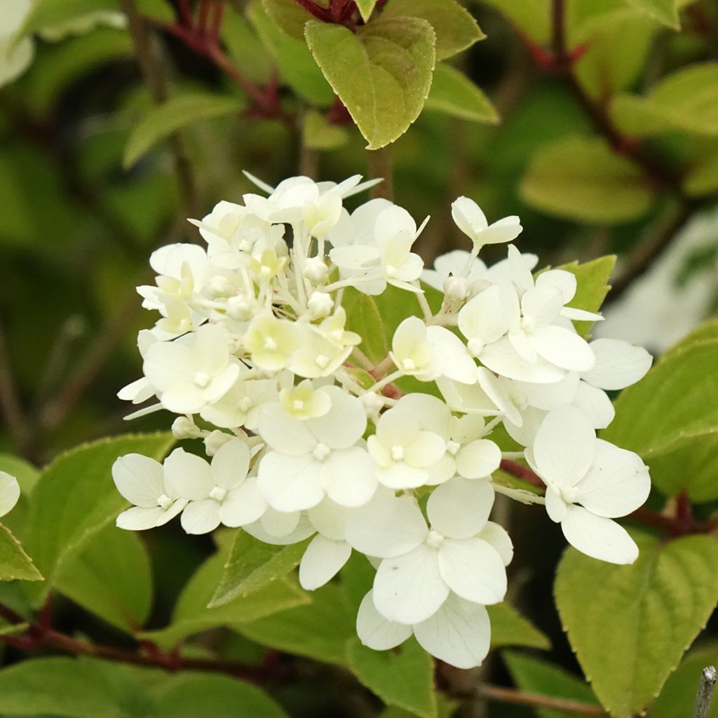 Hydrangea paniculata Dharuma - Dwergpluimhortensia