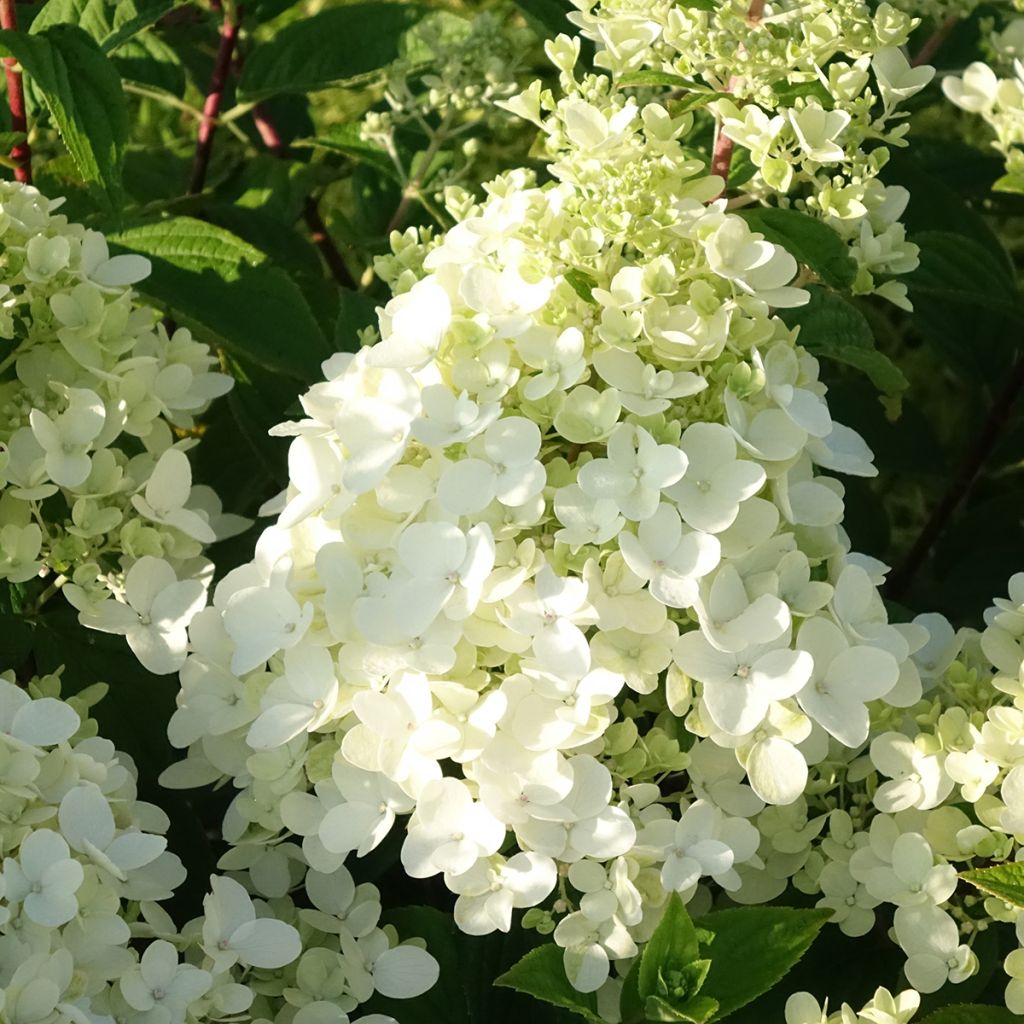 Hydrangea paniculata Fire Light - Pluimhortensia