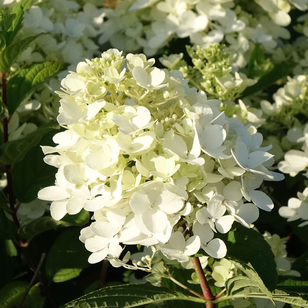 Hydrangea paniculata Fire Light - Pluimhortensia