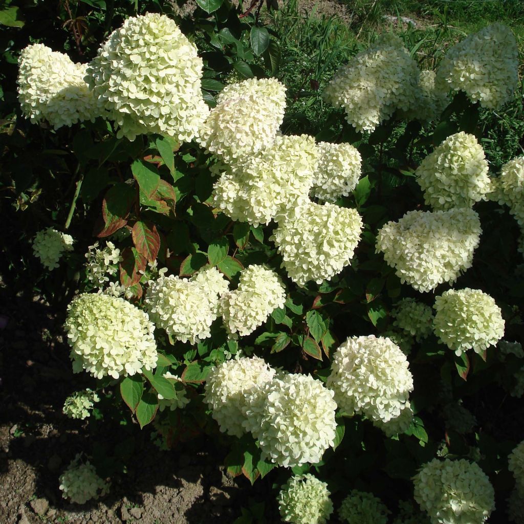 Hydrangea paniculata Limelight - Pluimhortensia
